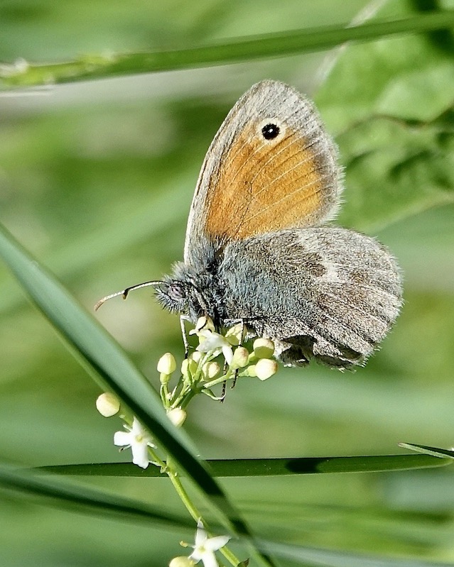 small heath